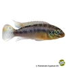 Pelvicachromis kribensis 'Konya' Kribensis Cichlid Konya