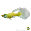 Poecilia reticulata var. Guppy Luminous Gold