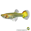 Poecilia reticulata var. Guppy Luminous Gold ♀