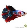 Betta splendens 'Half Moon Galaxy' Half Moon Galaxy Betta