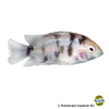 Amatitlania nigrofasciata 'Marble' Convict Cichlid Marble