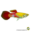 Poecilia reticulata var. Guppy Goldhead Red