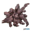 Tapinauchenius cupreus Violet Tree Tarantula
