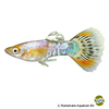 Poecilia reticulata var. Guppy Mosaic Orange