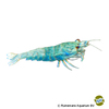 Caridina logemanni 'Blue Bolt' Taiwan Bee-Blue Bolt