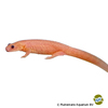 Pleurodeles waltl 'Albino' Iberian Ribbed Newt Albino