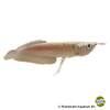 Osteoglossum bicirrhosum 'Gold' Golden Arowana