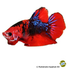 Betta splendens 'Plakat Fancy' Plakat Fancy Betta