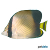 Chaetodon decussatus Indian Vagabond Butterflyfish