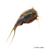 Triops longicaudatus Longtail Tadpole Shrimp