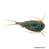 Triops cancriformis European Tadpole Shrimp