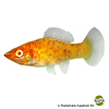 Poecilia latipinna var. Sailfin Molly Dalmatian Gold Albino