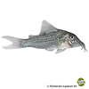 Corydoras cervinus Deer Faced Cory
