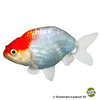 Carassius auratus auratus Fantail Ranchu Red Cap