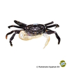 Thaksinthelphusa sp. 'White Arm Blue Borneo' White Arm Blue Borneo Crab