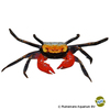 Geosesarma rouxi Rainbow Vampire Crab