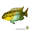 Pelvicachromis subocellatus 'Moanda' Ocellated Kribensis Moanda