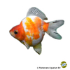 Carassius auratus auratus Fantail Ryukin Shorttail