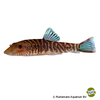 Gastromyzon sp. 'Blue Zebra' Hillstream Loach Blue Zebra