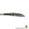 Gastromyzon zebrinus Striped Hillstream Loach