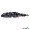 Gastromyzon stellatus Stellatus Hillstream Loach