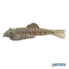 Gastromyzon sp. Hillstream Loach