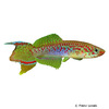 Fundulopanchax rubrolabialis Red Mouth Lyretail