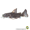 Liosomadoras morrowi False Jaguar Catfish