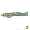 Lentipes dimetrodon Dimetrodon Goby