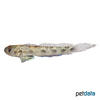 Awaous grammepomus Scribbled Goby