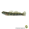 Sicydium crenilabrum Harrison's Goby
