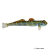 Parasicydium bandama African Algae Eating Goby