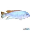 Metriaclima mbenjii Red Top Mbenji