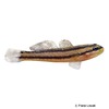 Tridentiger bifasciatus Shimofuri Goby