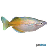 Melanotaenia boesemani 'Lake Uter' Boeseman's Rainbowfish 'Lake Uter'