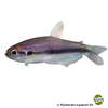 Inpaichthys nambiquara Nambiquara Tetra