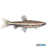 Nannostomus marilynae Greenstripe Pencilfish