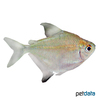 Hemigrammus unilineatus Featherfin Tetra