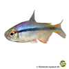 Hyphessobrycon cyanotaenia Lapis Tetra