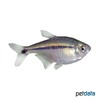Hyphessobrycon scholzei Black Line Tetra
