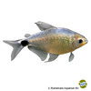 Hyphessobrycon moniliger Golden Tetra