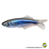 Mimagoniates microlepis Blue Croaking Tetra