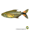 Moenkhausia bonita Flagtail Tetra