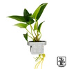 Anubias gracilis Anubias Gracilis