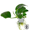 Anubias barteri caladiifolia Anubias Caladiifolia