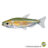 Alestopetersius taeniatus Nacre Tetra