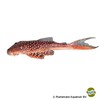 Lasiancistrus sp. 'L178' Red Fin Lasiancistrus L178