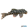 Hypancistrus contradens Orinoco Polka-dot Pleco