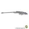 Crossoloricaria variegata Variegated Whiptail Catfish