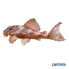 Peckoltia sp. 'L061' Orange Finned Oyapok Pleco L61
